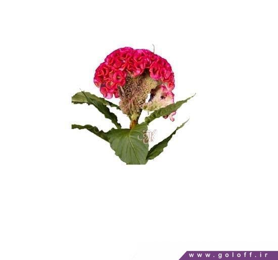 سفارش آنلاین گل تاج خروس ریما - Amaranth Flower | گل آف